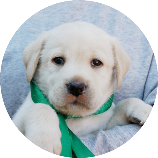 英国ラブラドールの子犬(A child of エルダー & ) 英国ラブラドールの子犬